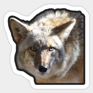 Coyote Sticker